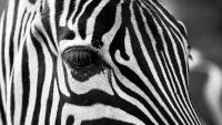 zebra detail